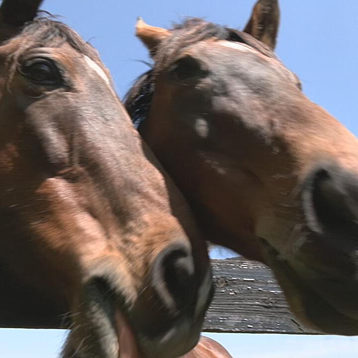 Thoroughbred Retirement Foundation